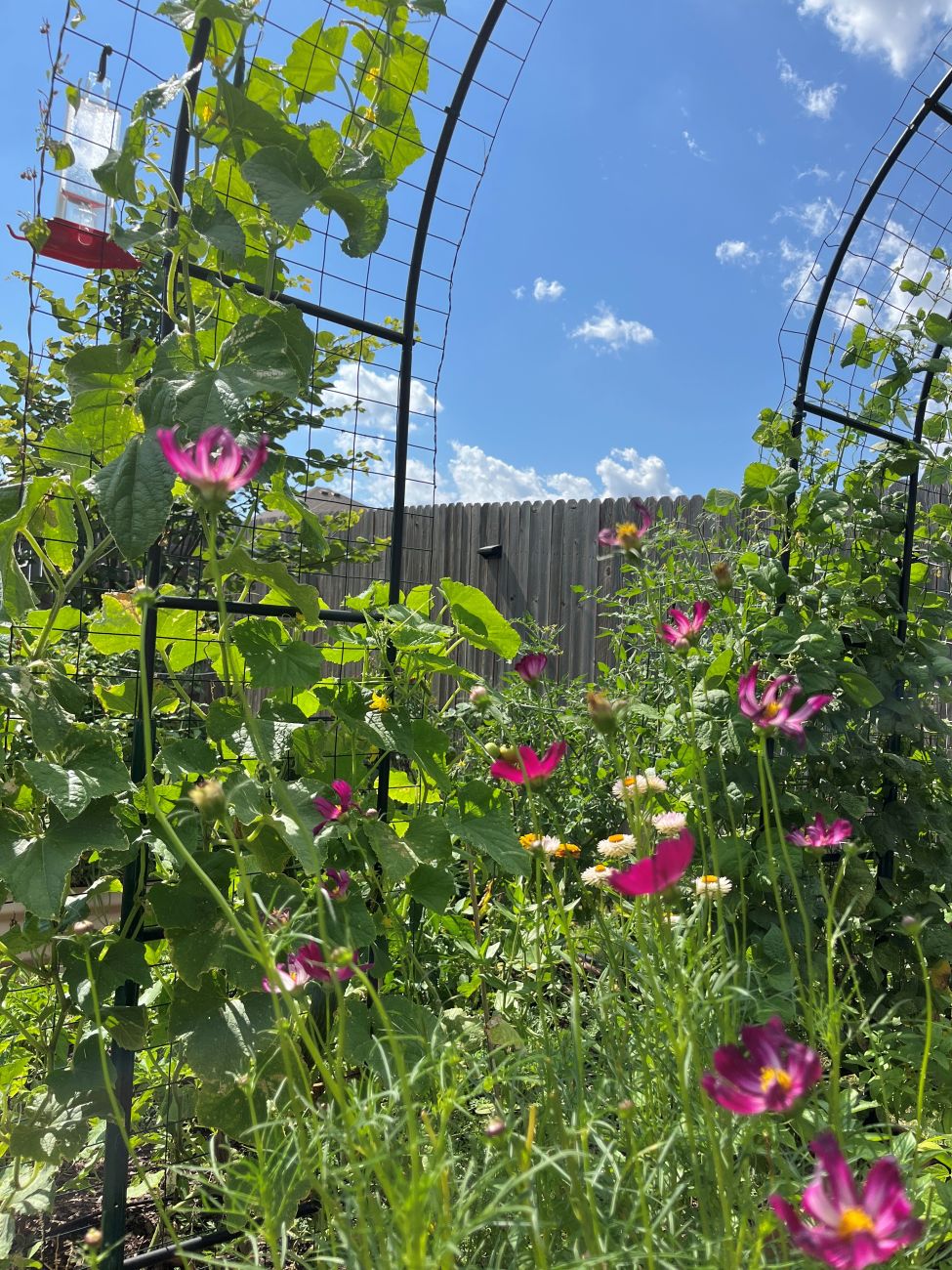 vegetable garden, garden bed, garden trellis