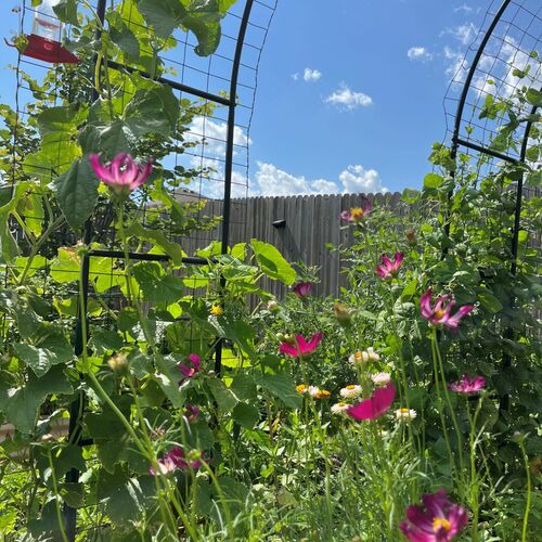 Janelle's Heat-Tolerant Oklahoma Garden - Fine Gardening