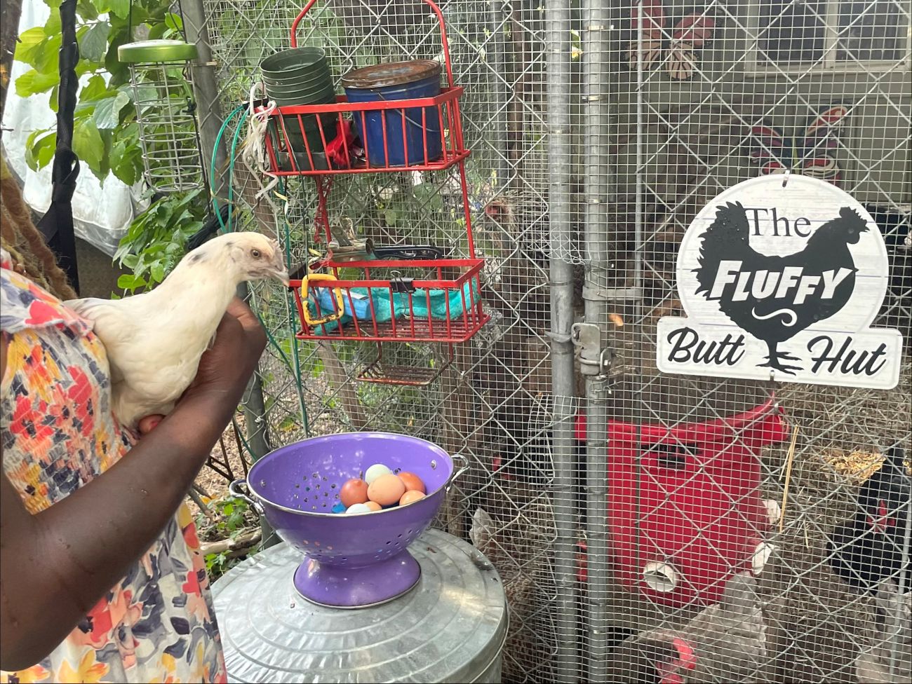 garden, chickens