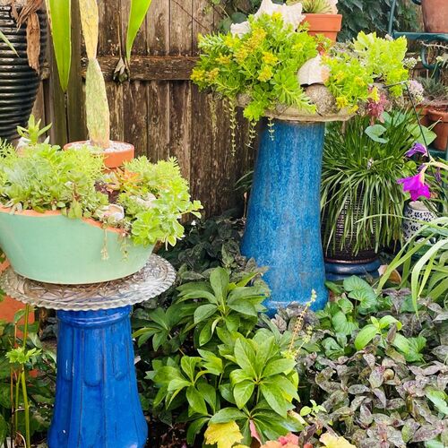 Asha’s Playful Philadelphia Garden - Fine Gardening