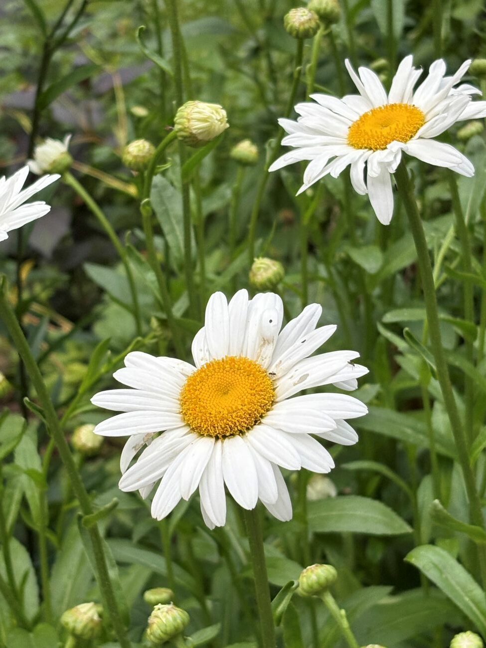 Shasta Daisy