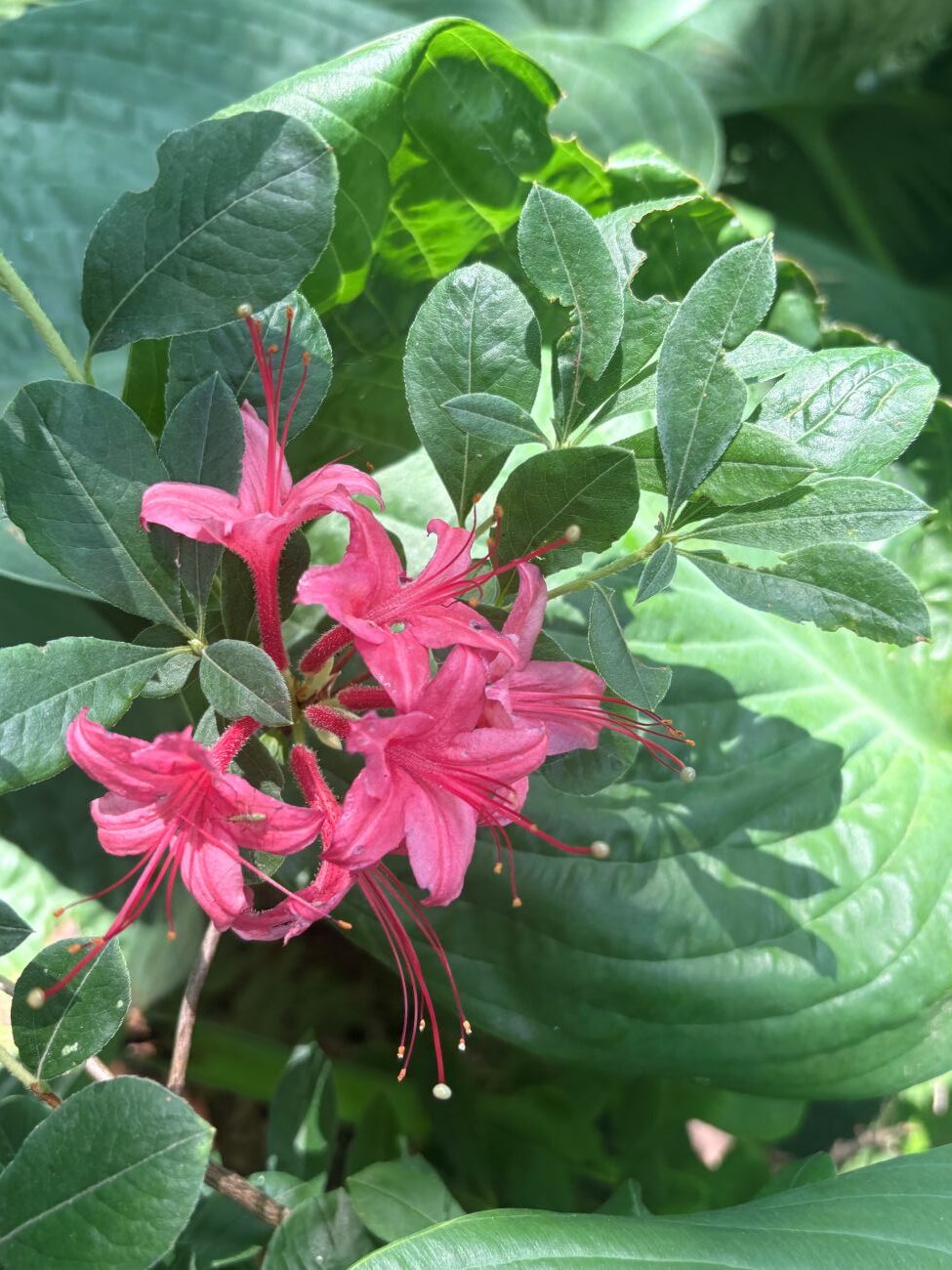 Millennium Azalea