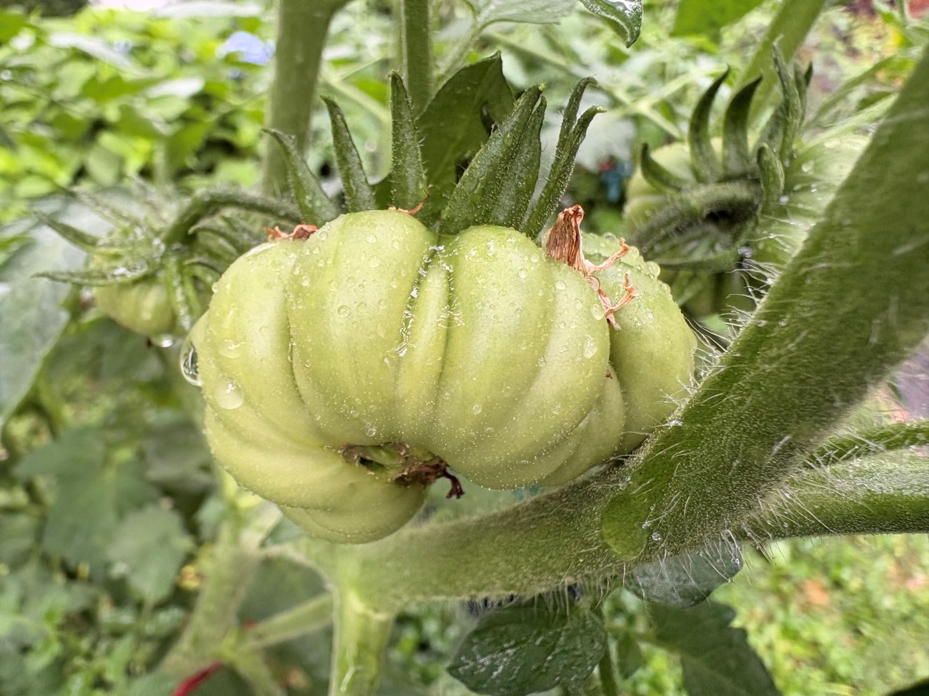 tomato, heirloom variety