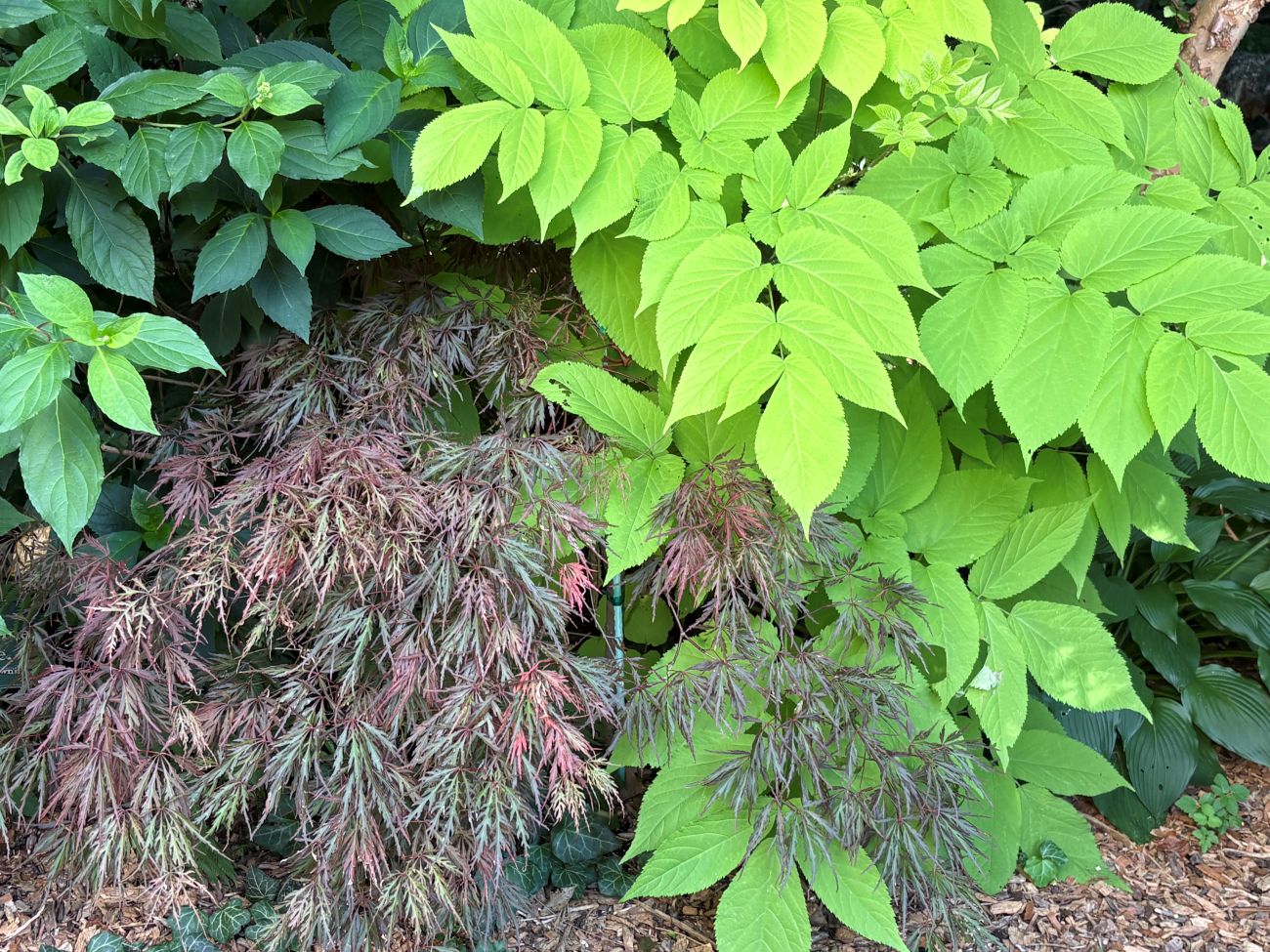 texture, foliage, Japanese maple, aralia 'sun king'