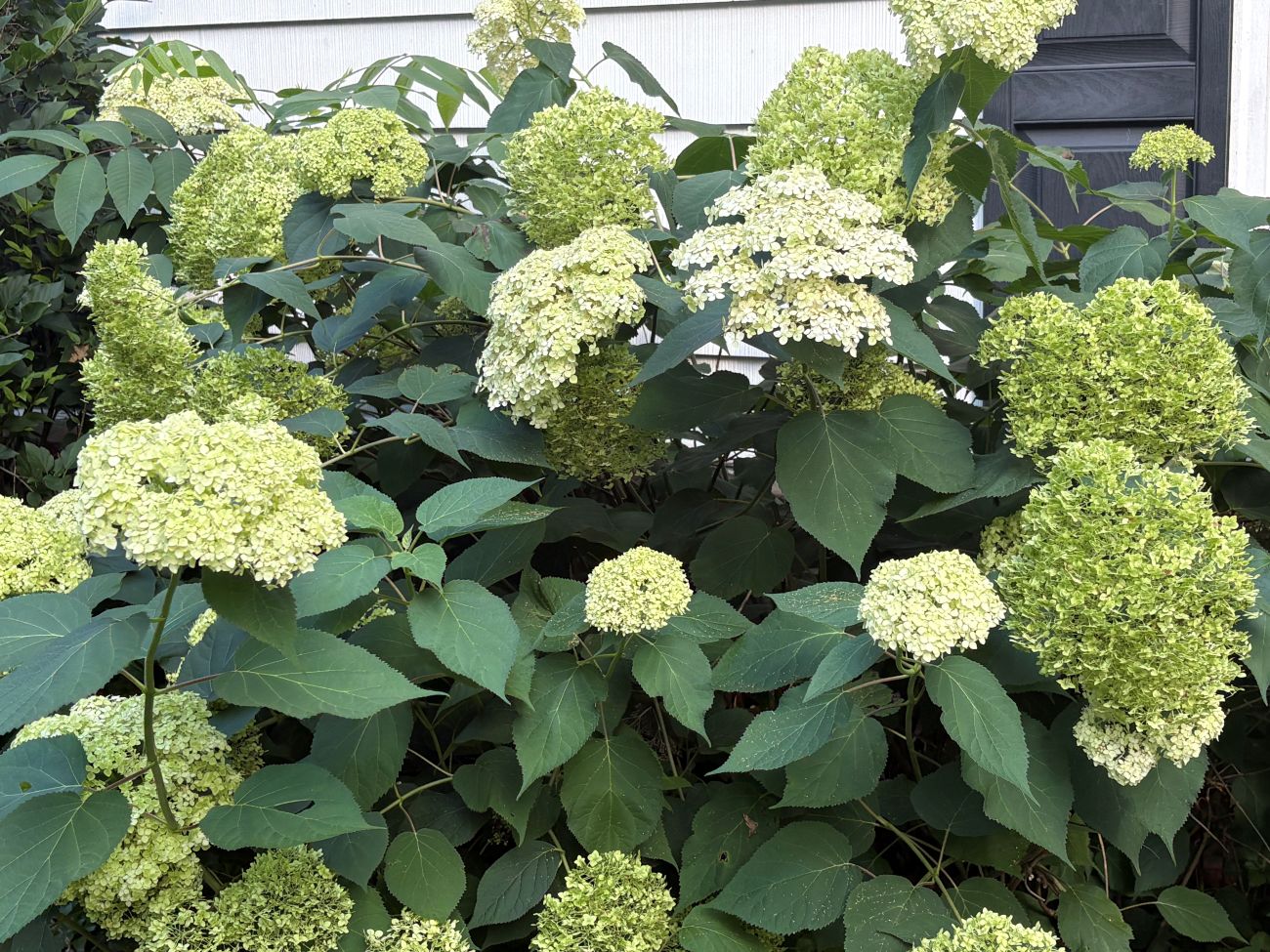 Hydrangea “Lime Rickey”