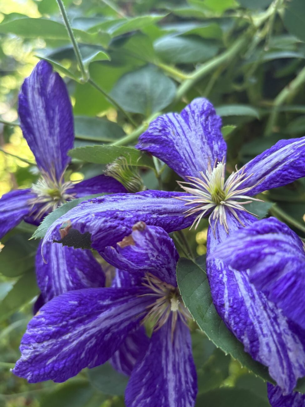 clematis 'Tie Dye'