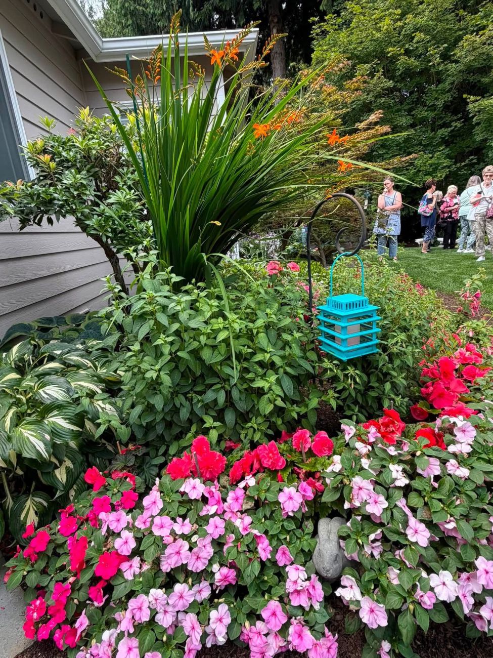 blooms, color, foliage, impatiens
