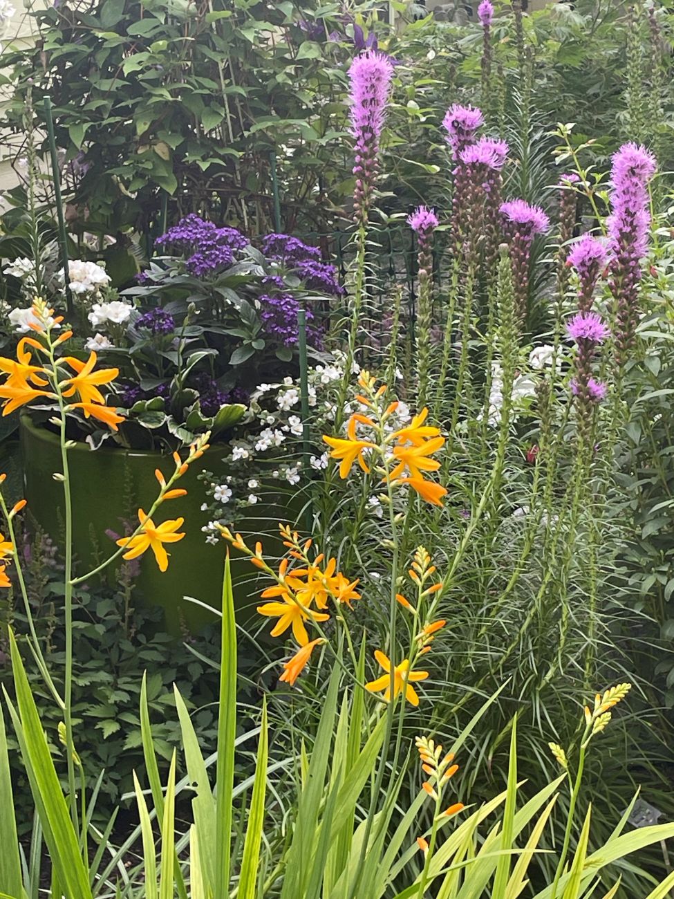 Perennial bed, liatris, astilbe, zonal geranium