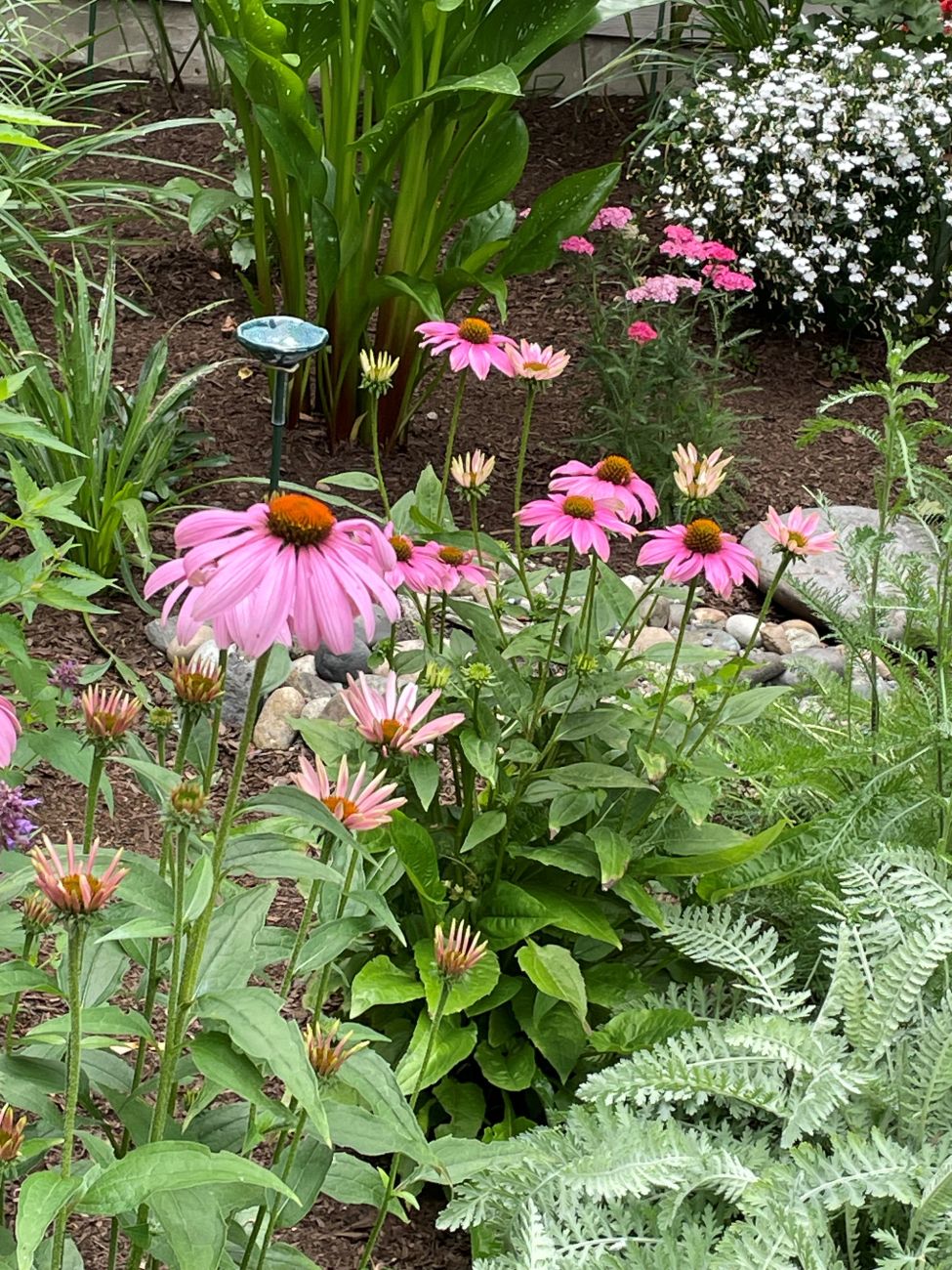 butterfly garden, coneflower, pollinator plants