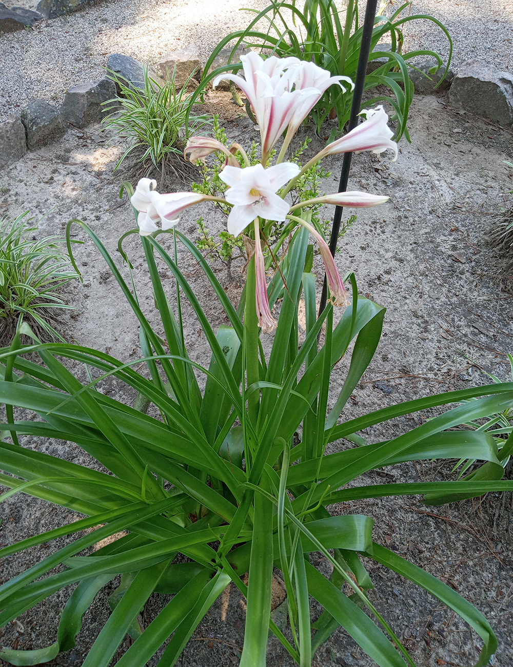 crinum lily