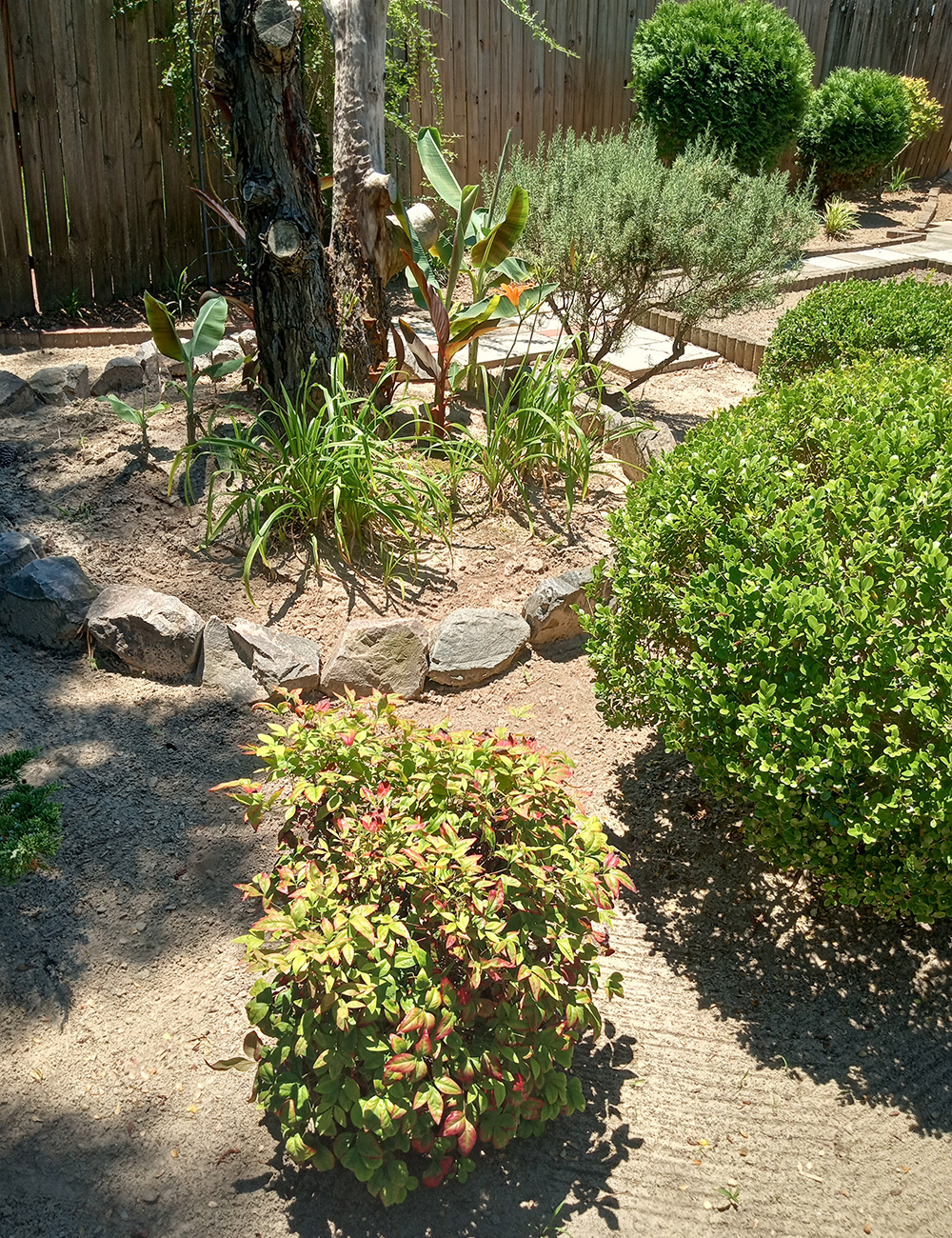 foliage plants in garden
