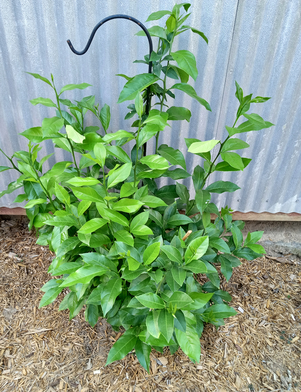 Meyer Lemon tree