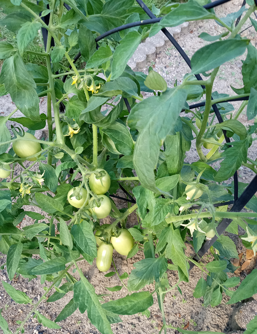 tomato plant