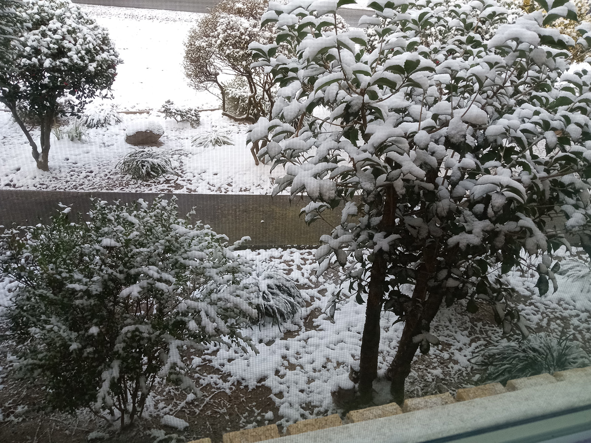 snow in South Carolina garden