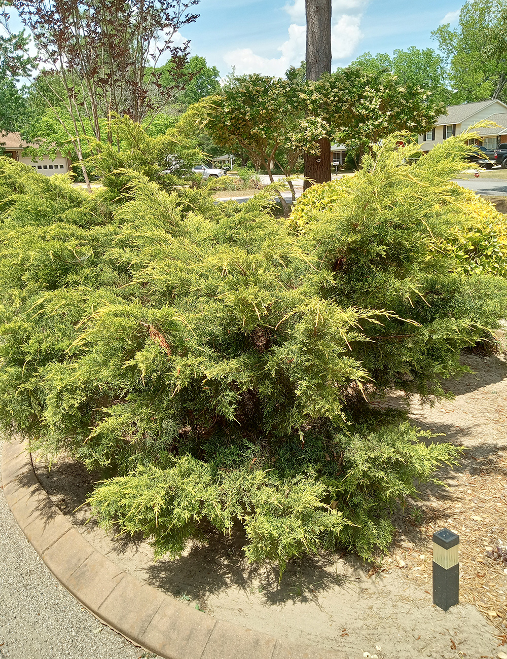 False Cypress