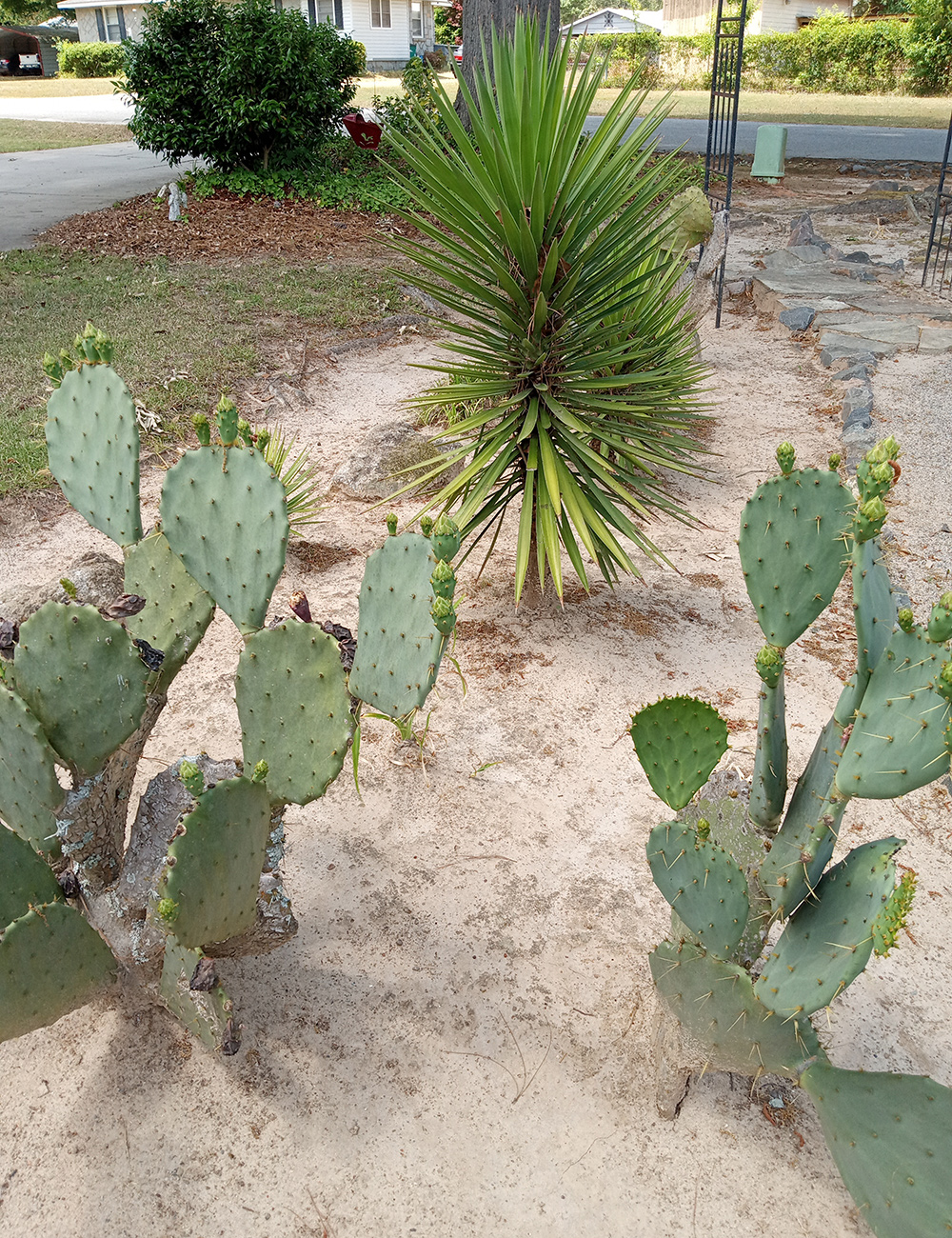 Yucca and Prickly Pear Cacti