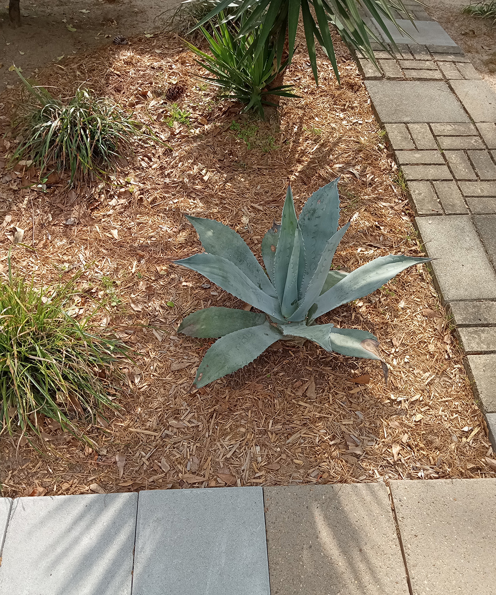 Blue Agave