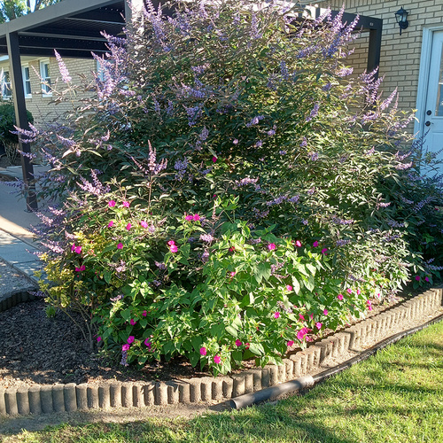 Johanna's Garden in South Carolina So Far this Year - Fine Gardening