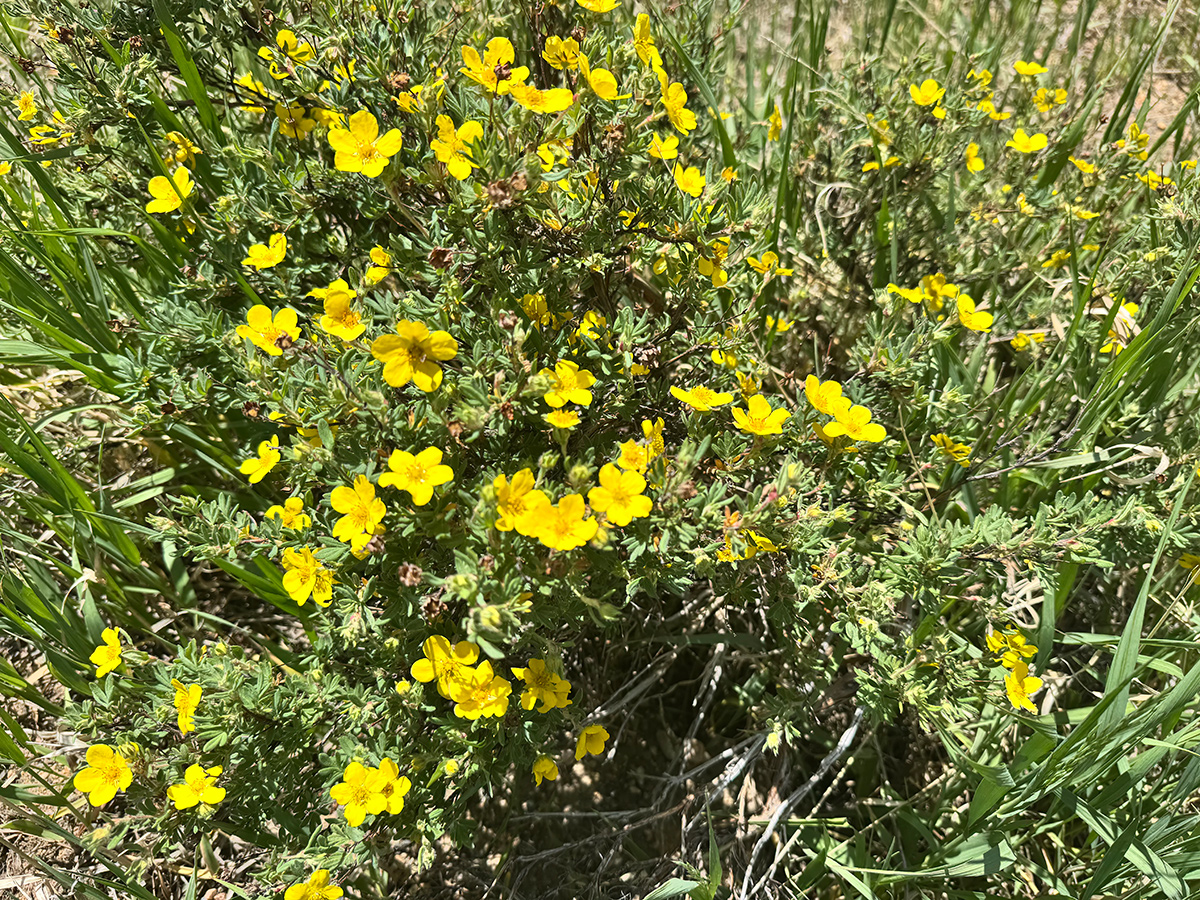Dasiphora fruticosa