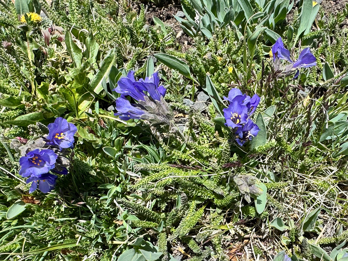 Polemonium viscosum