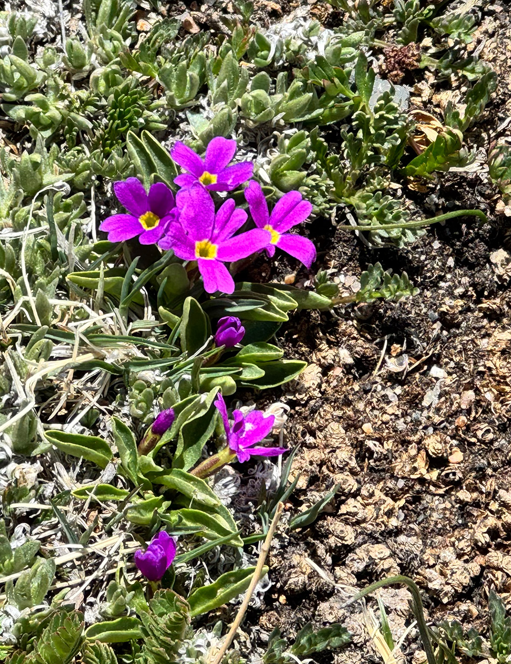 Primula angustifolia