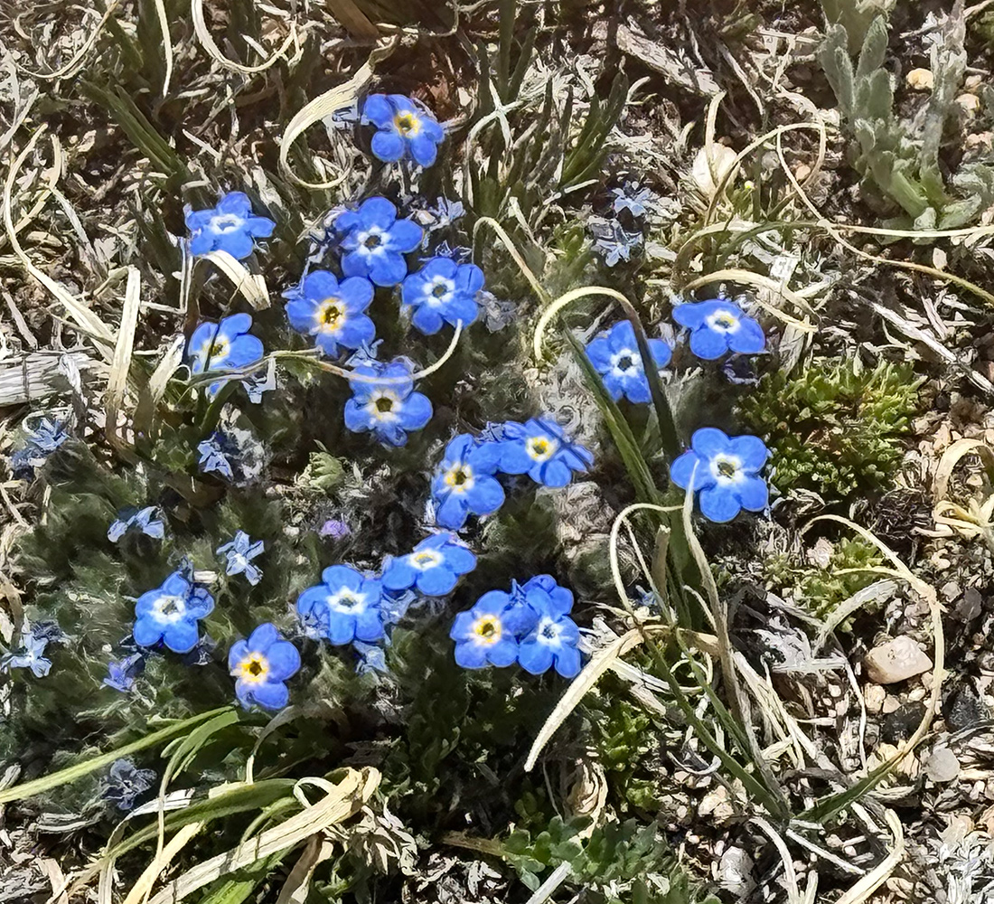 Eritrichium nanum