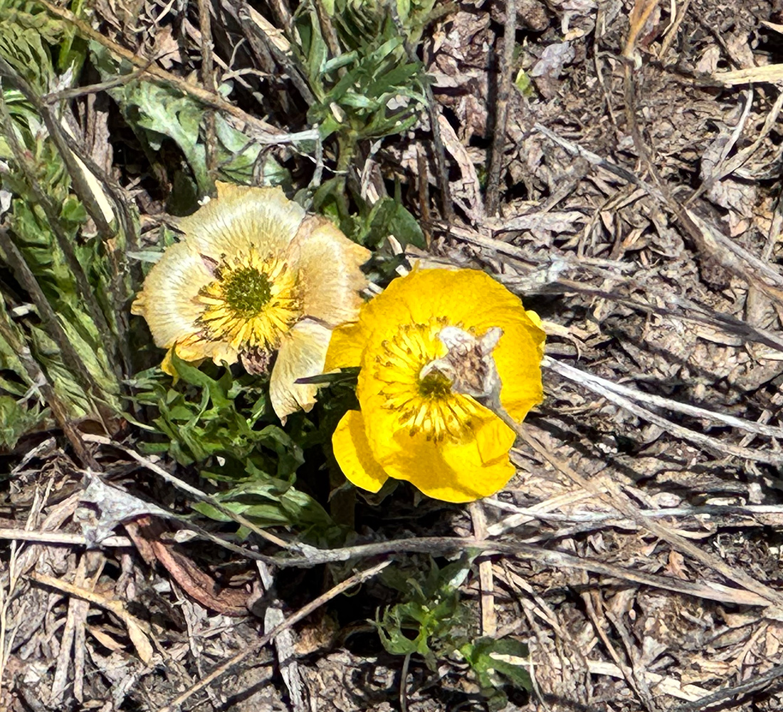 Ranunculus adoneus