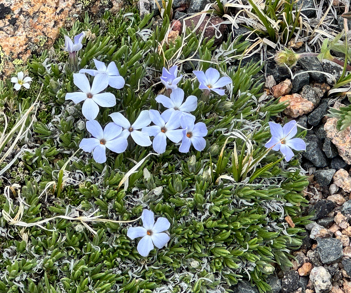 Phlox diffusa