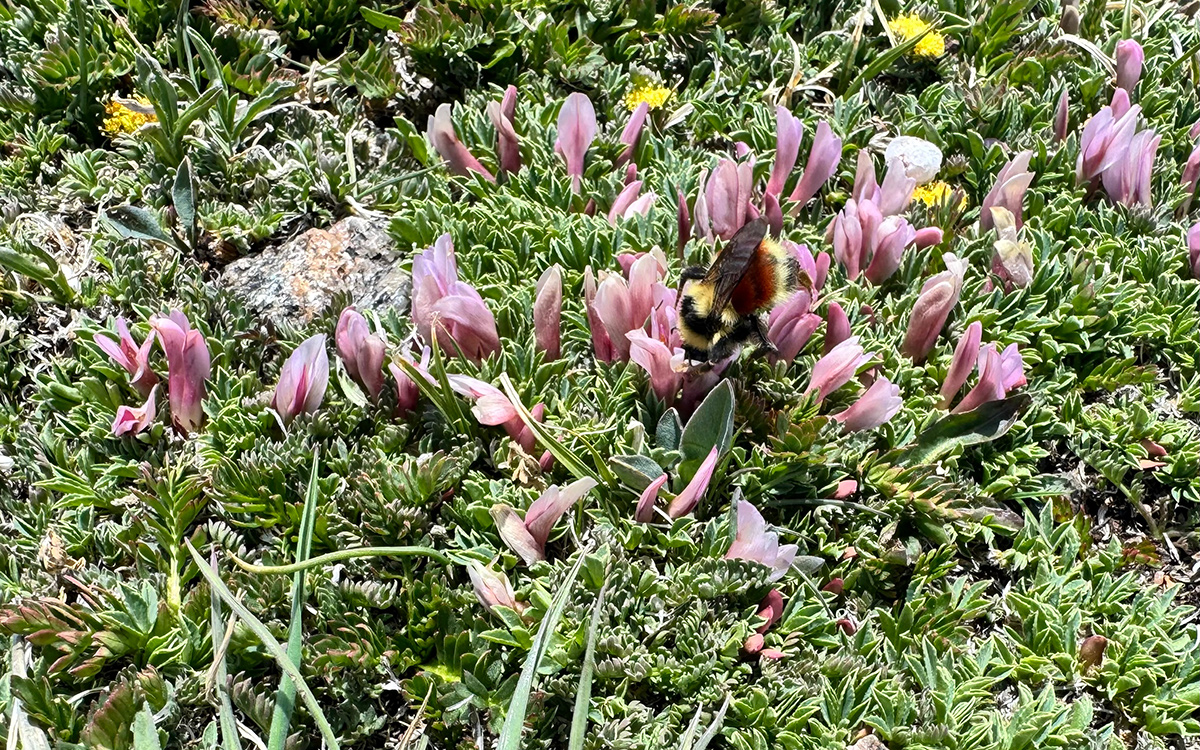 Trifolium nanum