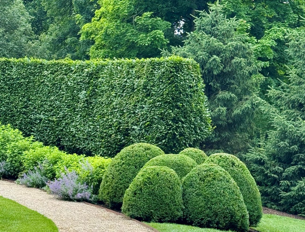 boxwoods, hedges, Carpinus betulus Fastigiata, garden border, topiary