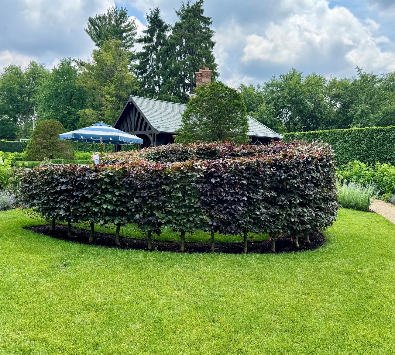 Purple european beech trees, hedge, topiary 