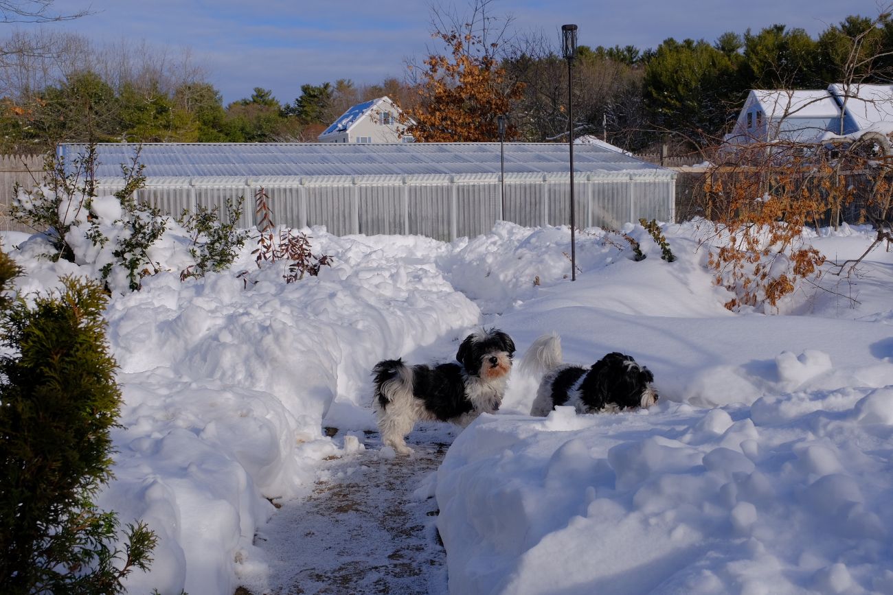 dog, winter garden