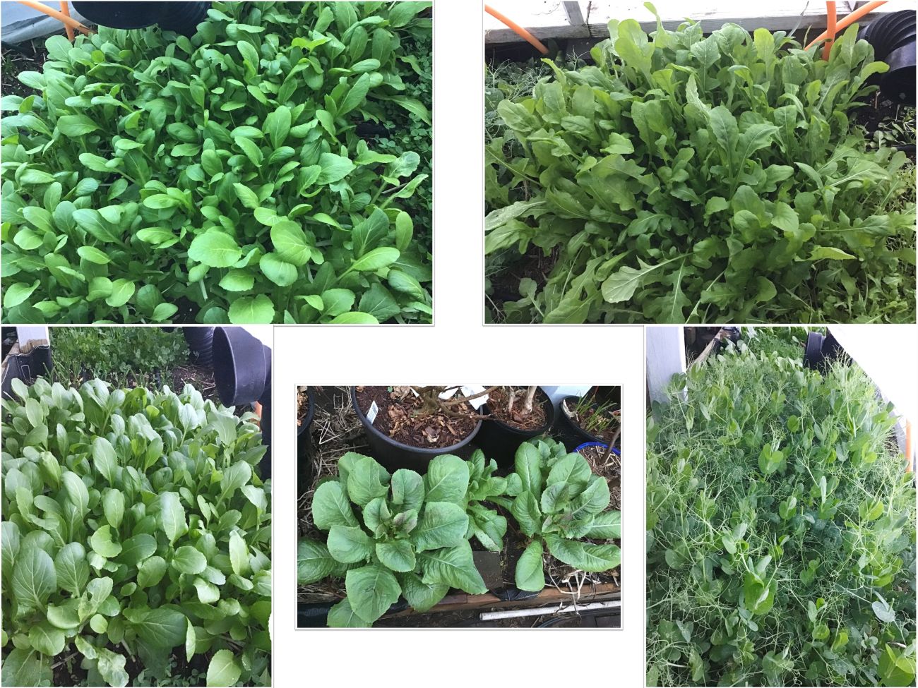 winter garden, leafy greens