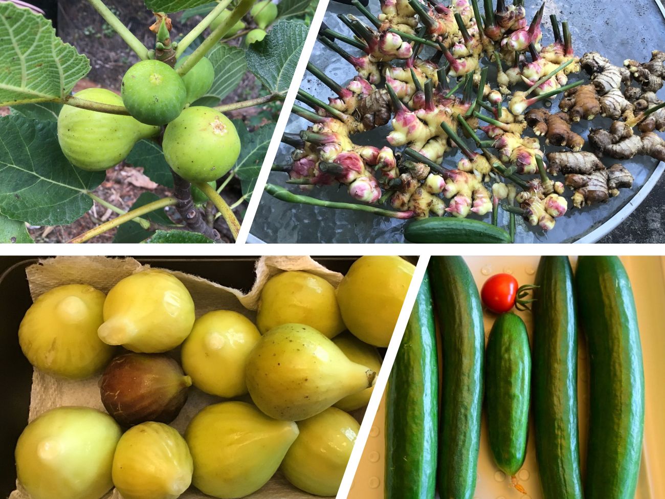 summer harvest, vegetables