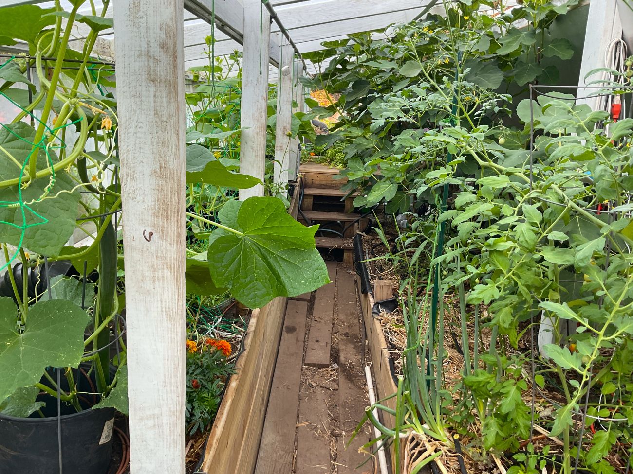 vegetables, vegetable garden, greenhouse