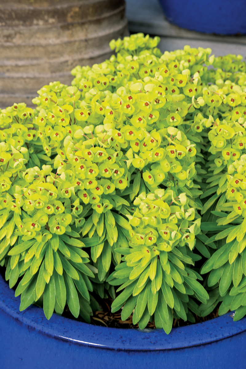 Tiny Treasure euphorbia