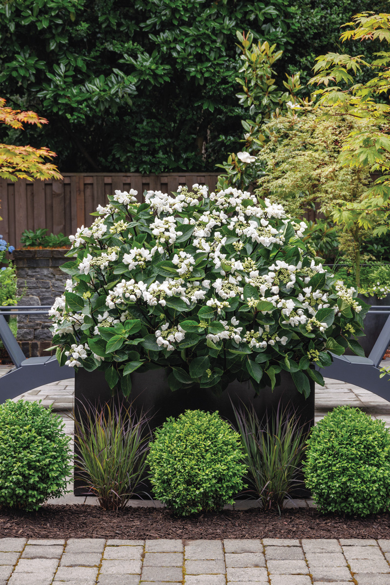Glacier Bay hydrangea