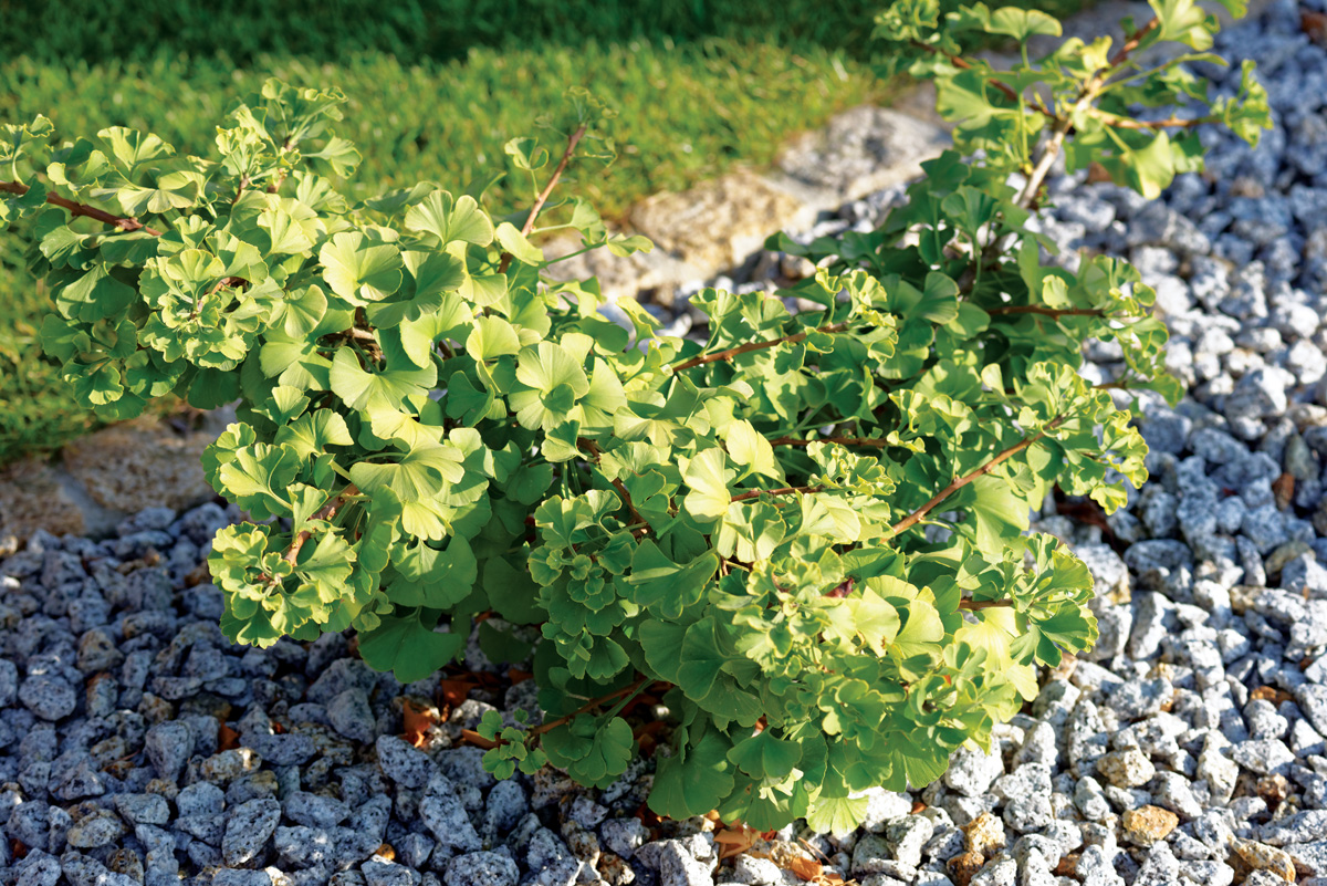 ‘Mariken’ ginkgo