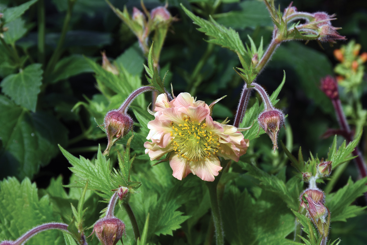 Pretticoats Peach geum