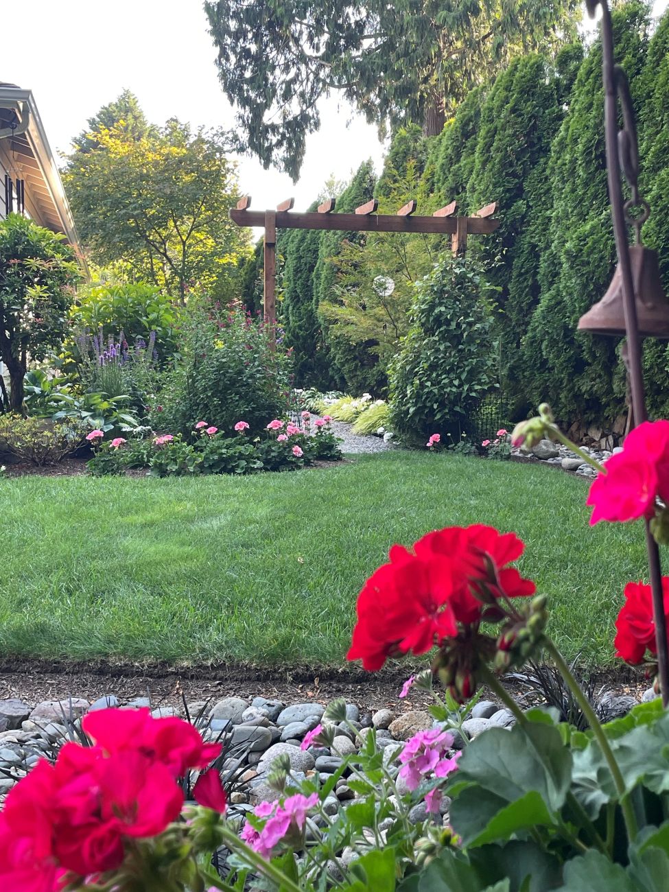 zonal geraniums, arbor, garden path