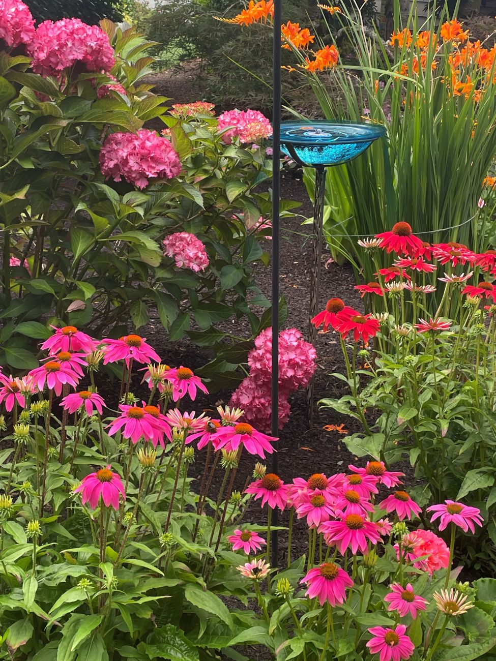 butterfly garden, coneflowers