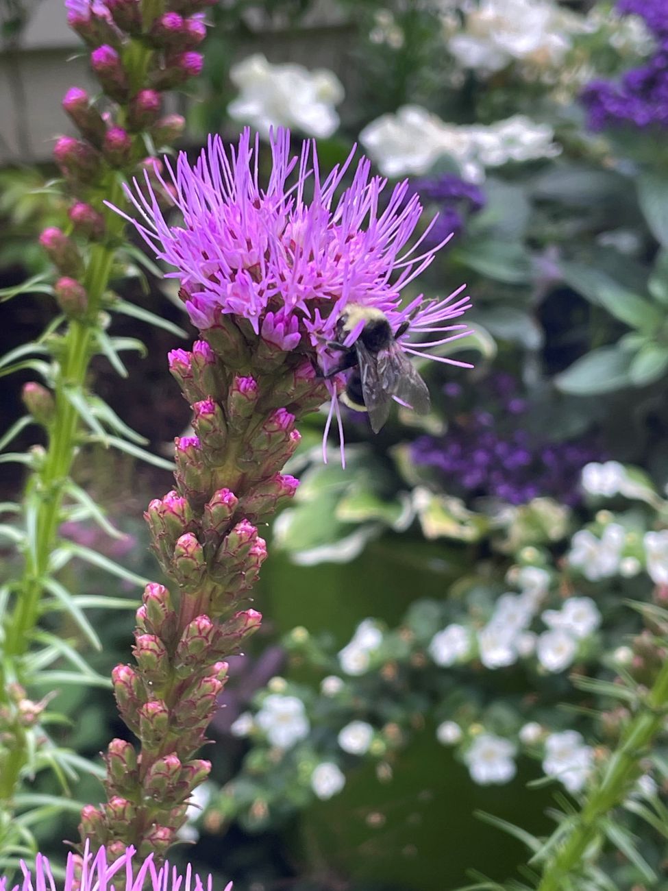 pollinators, bumblebee, liatris, pollinator garden