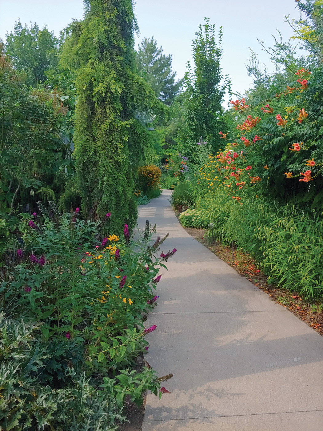 Pathway planting