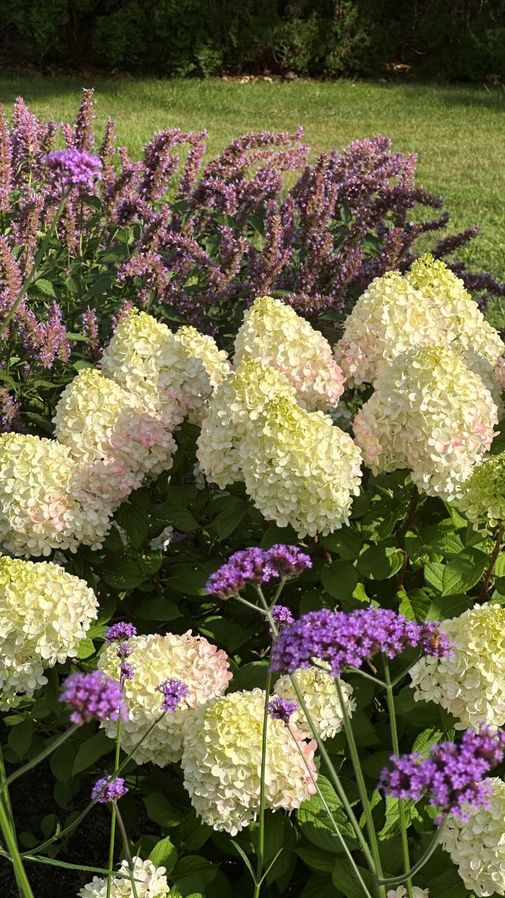 Beelicious® Purple anise hyssop (Agastache ‘Beelicious Purple’, Zones 5–9), Little Lime Punch® panicle hydrangea (Hydrangea paniculata ‘SMHPLM’, Zones 3–8), and tall verbena (Verbena bonariensis, Zones 7–11).