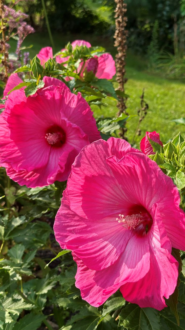 Hibiscus