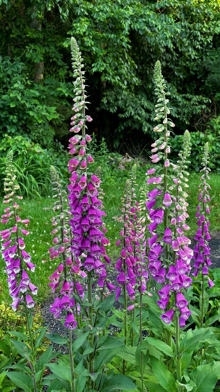 digitalis, foxglove