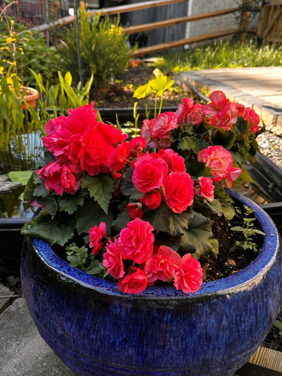 container garden, dreamcacher begonia