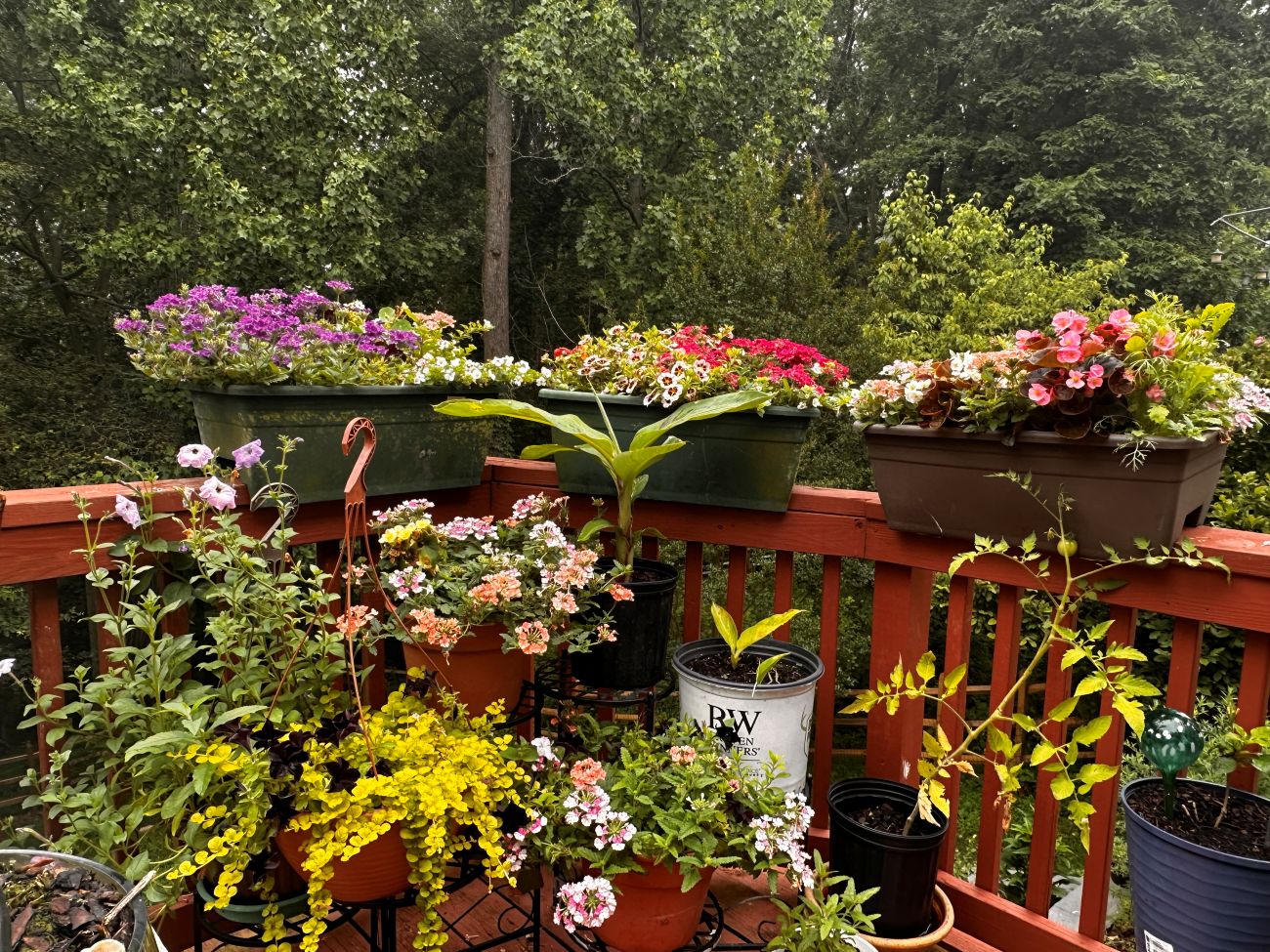 container garden, annuals, tropical plants, patio garden, deck garden