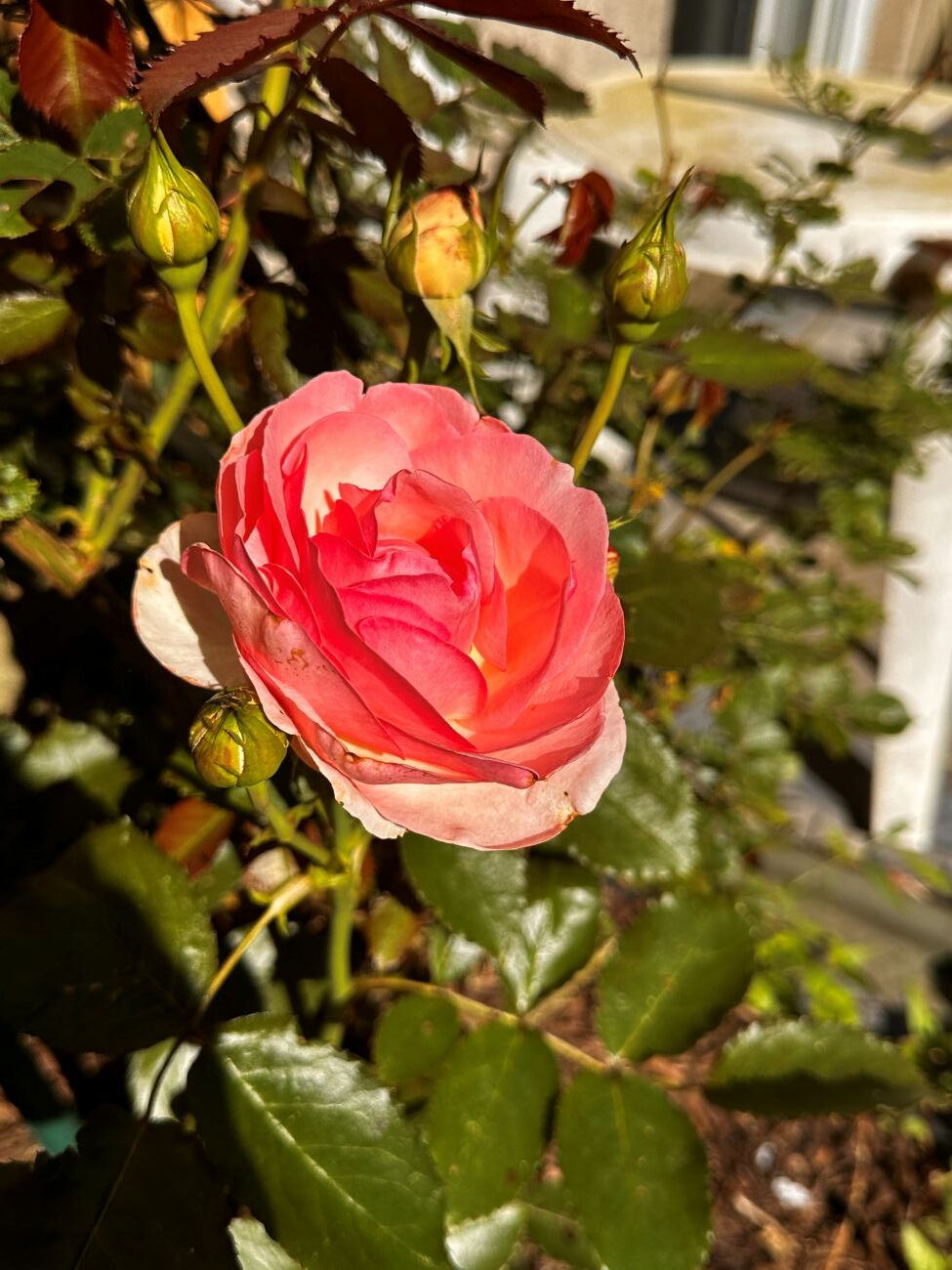 rose