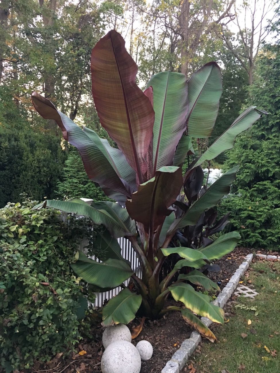 banana tree, tropical plants